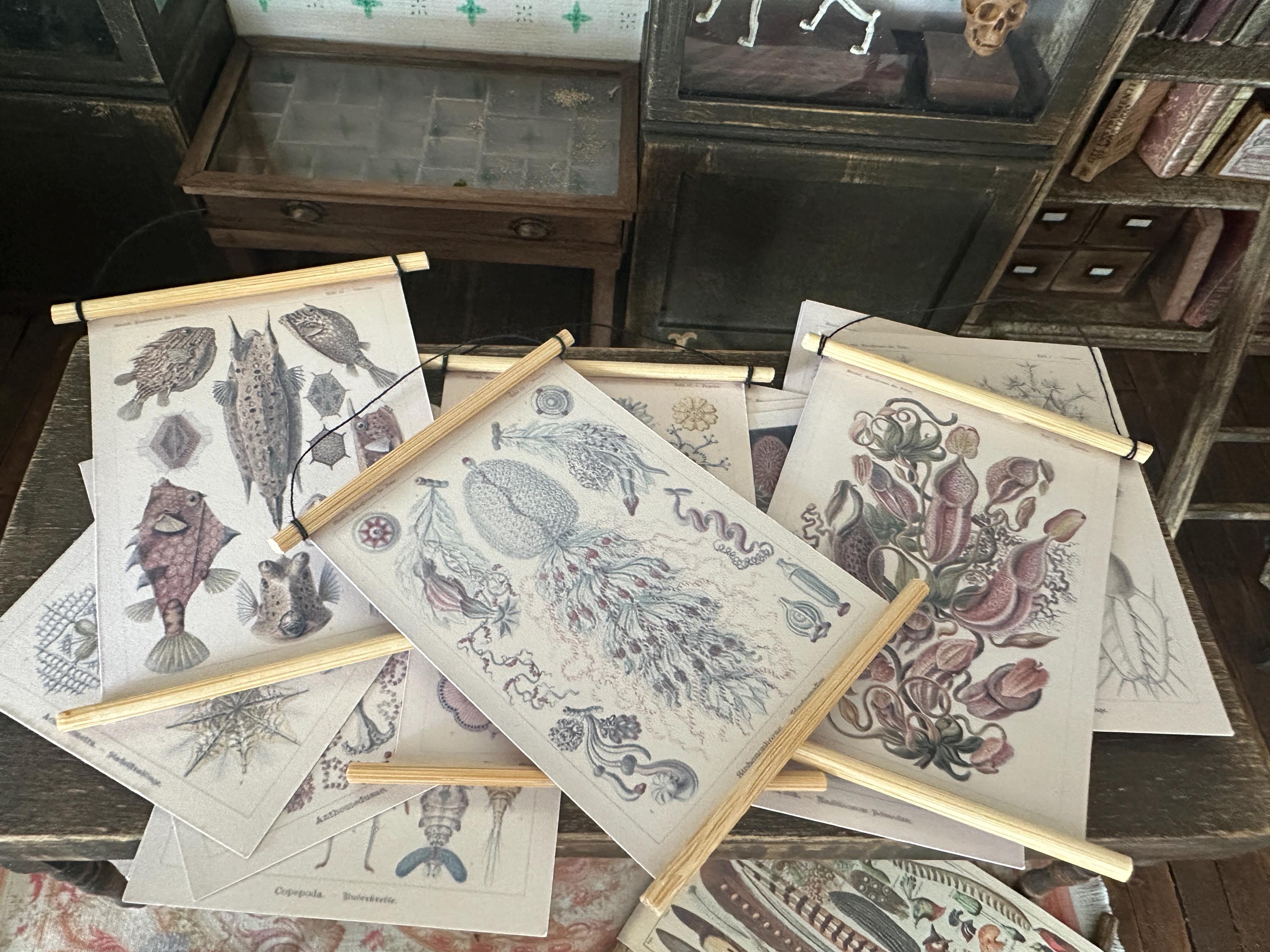 Miniature 1:12 Scale A1 Posters – Ernest Haeckel Natural History Art