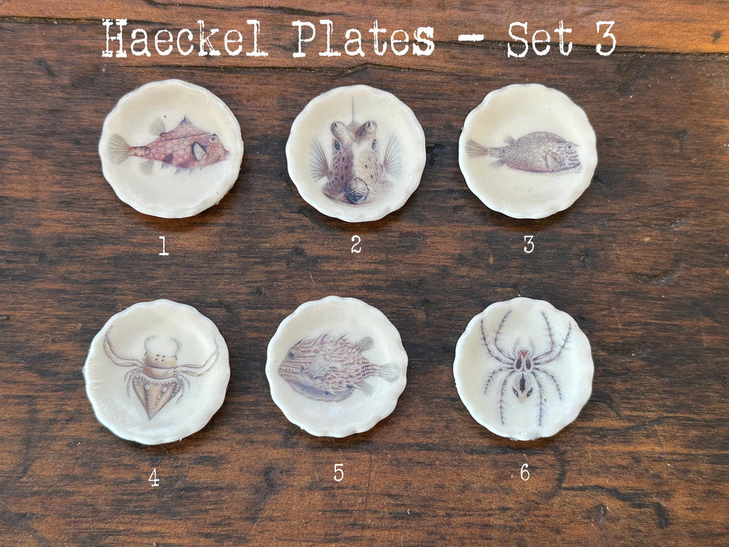 Ceramic Dollhouse 1:12 Scale Plates – 19th Century Ernst Haeckel Naturalist Illustrations Sets 3 and 4