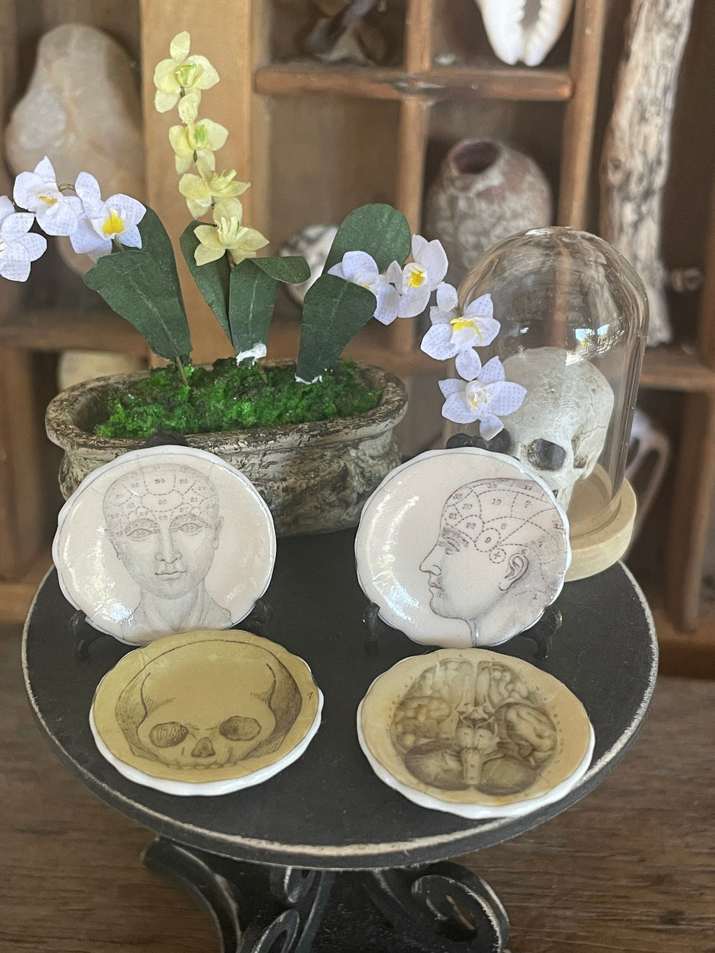 Ceramic Dollhouse 1:12 Scale Plates – Gothic Phrenology Skull Anatomy Designs
