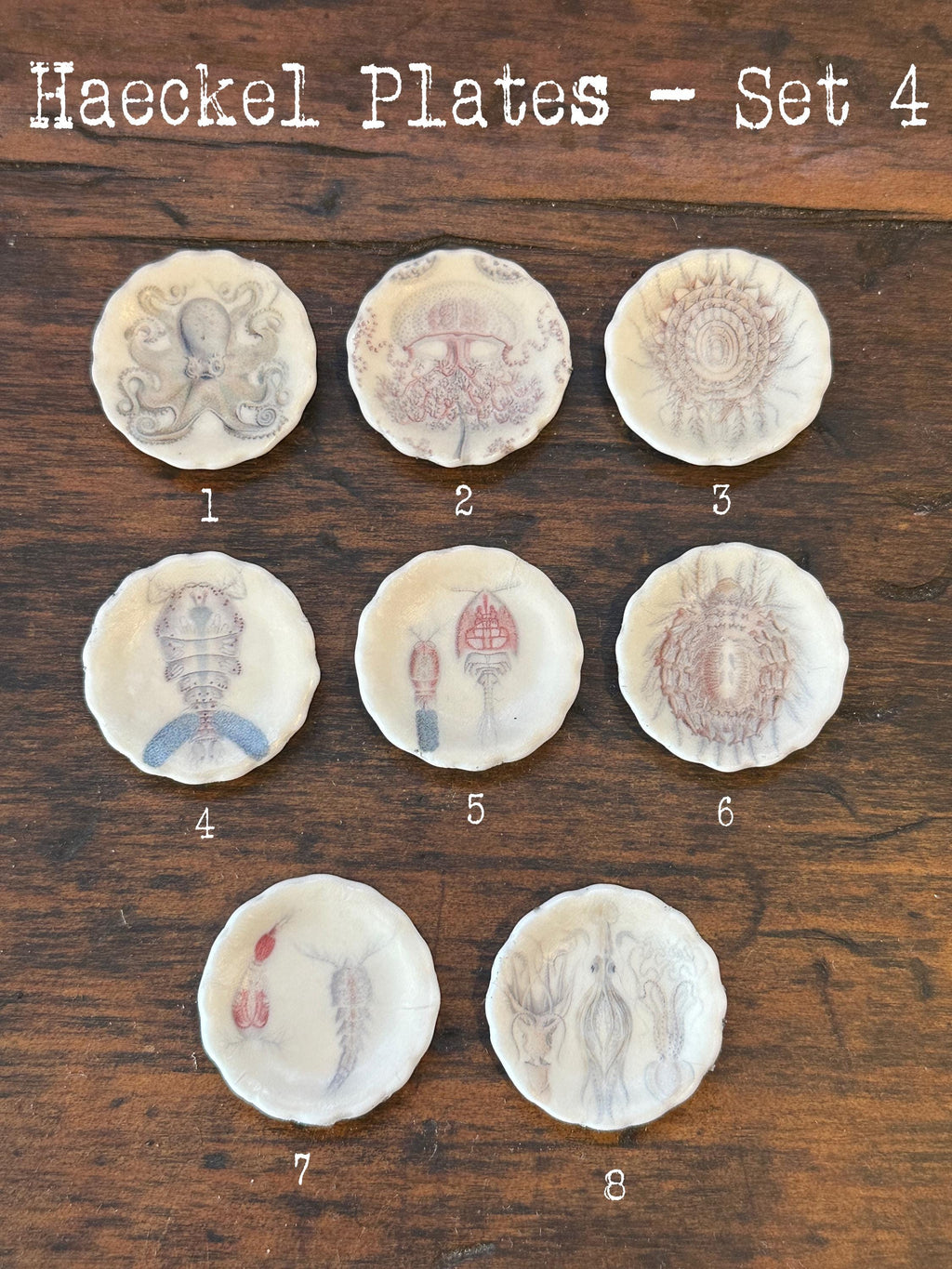 Ceramic Dollhouse 1:12 Scale Plates – 19th Century Ernst Haeckel Naturalist Illustrations Sets 3 and 4
