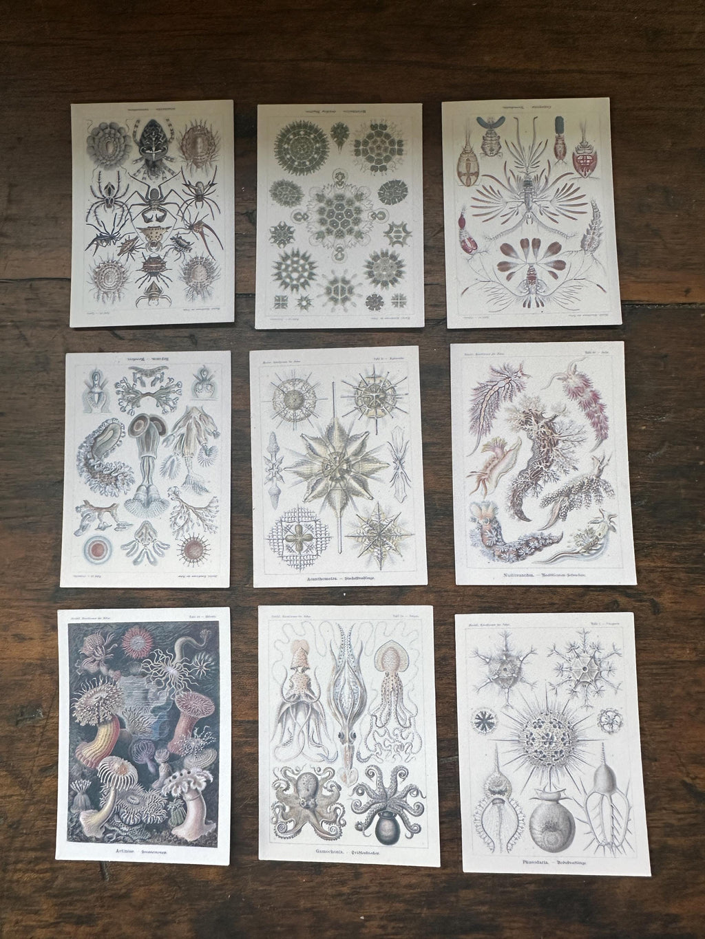 Miniature 1:12 Scale A1 Posters – Ernest Haeckel Natural History Art