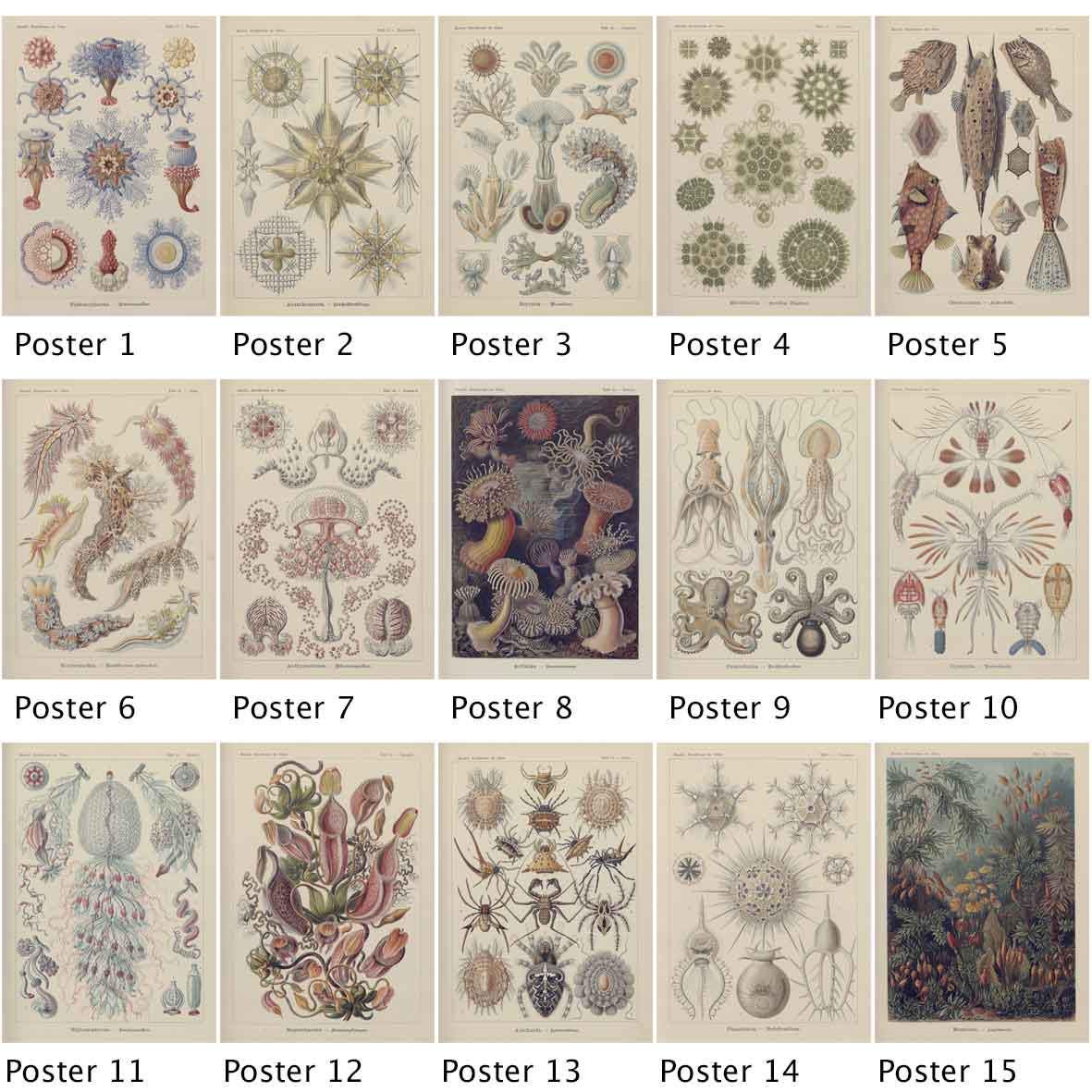 Miniature 1:12 Scale A1 Posters – Ernest Haeckel Natural History Art