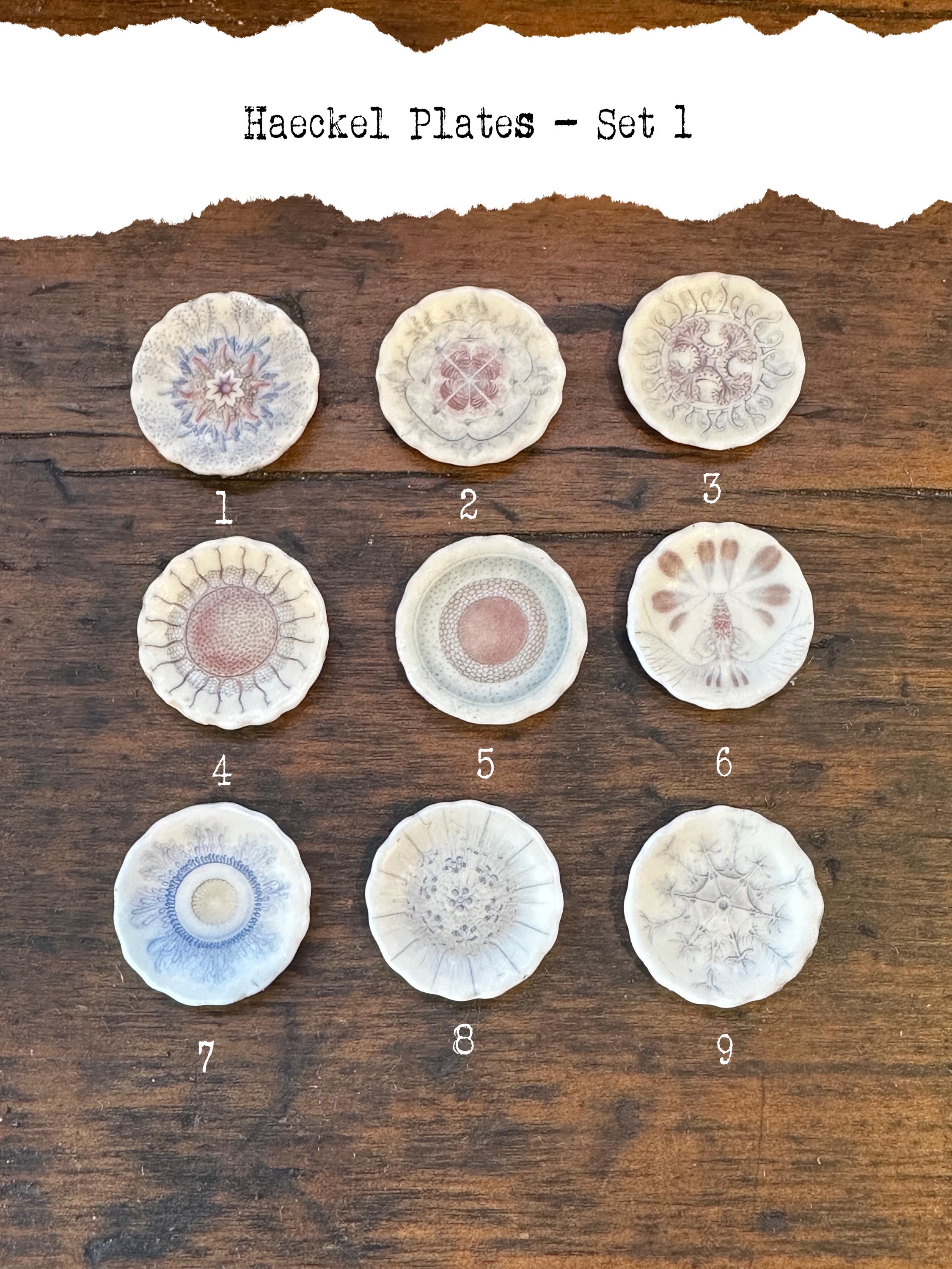 Ceramic Dollhouse 1:12 Scale Plates – 19th Century Ernst Haeckel Naturalist Illustrations Sets 1 and 2